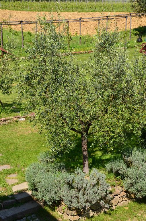 Agriturismo Al Podere Di Rosa Lucca Exteriér fotografie